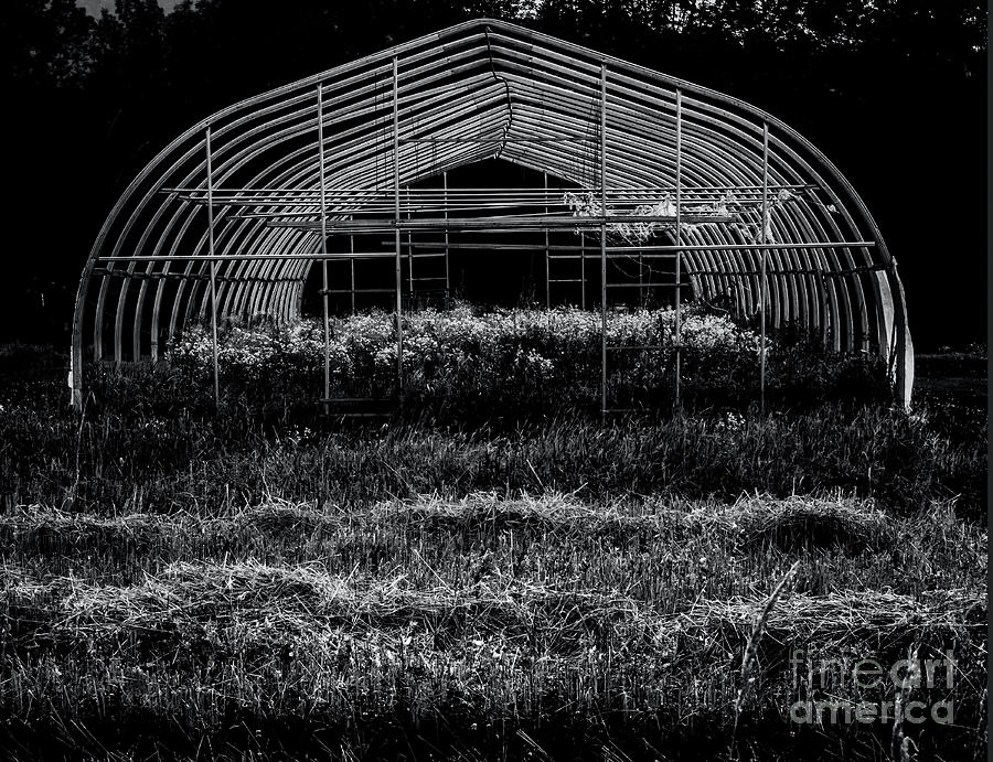 Reclaimed Greenhouse 3 Photograph by James Aiken