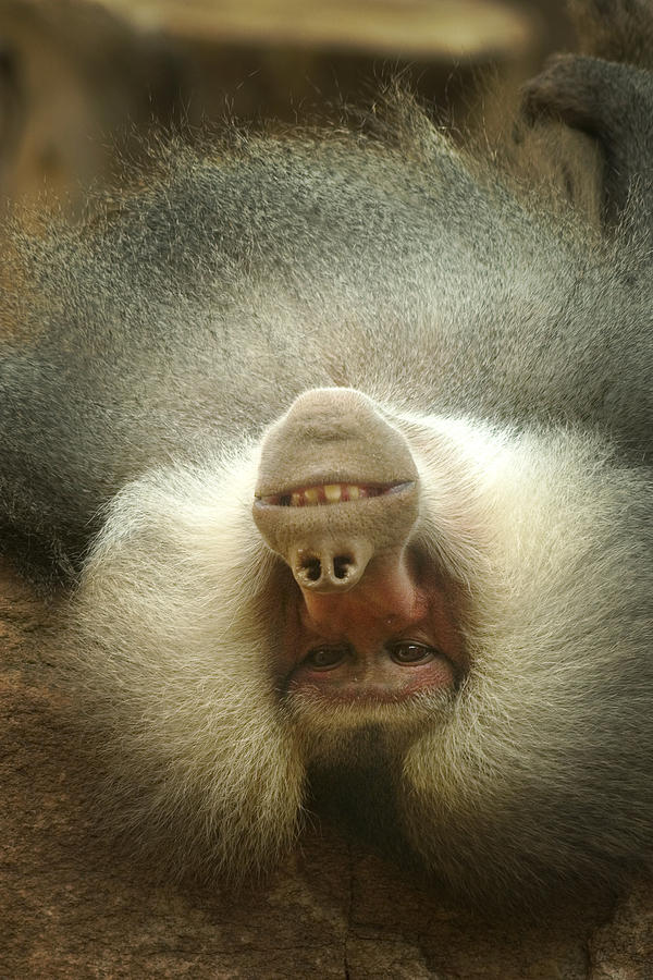 Reclining Baboon Photograph by Richard Henne