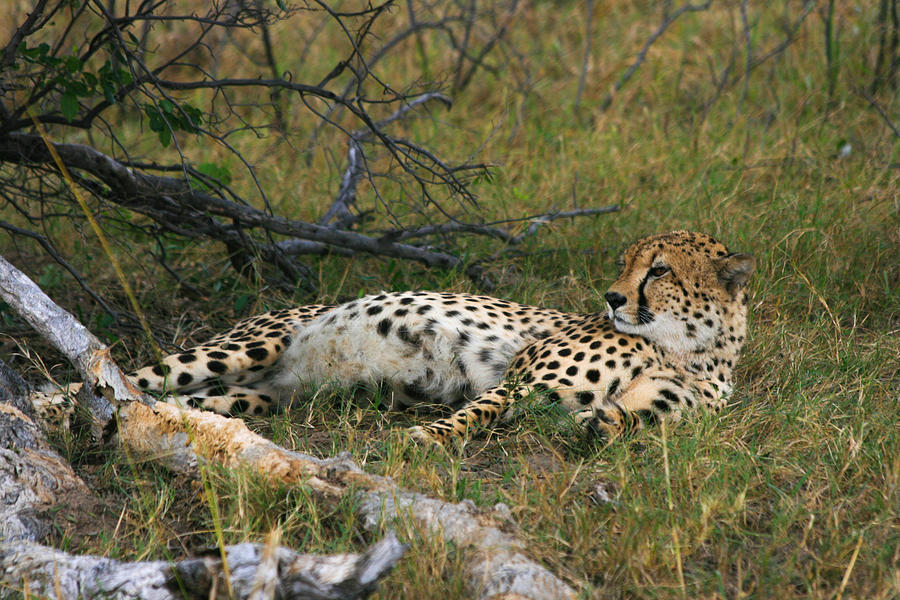 Reclining Cheetah 2 Photograph by Karen Zuk Rosenblatt