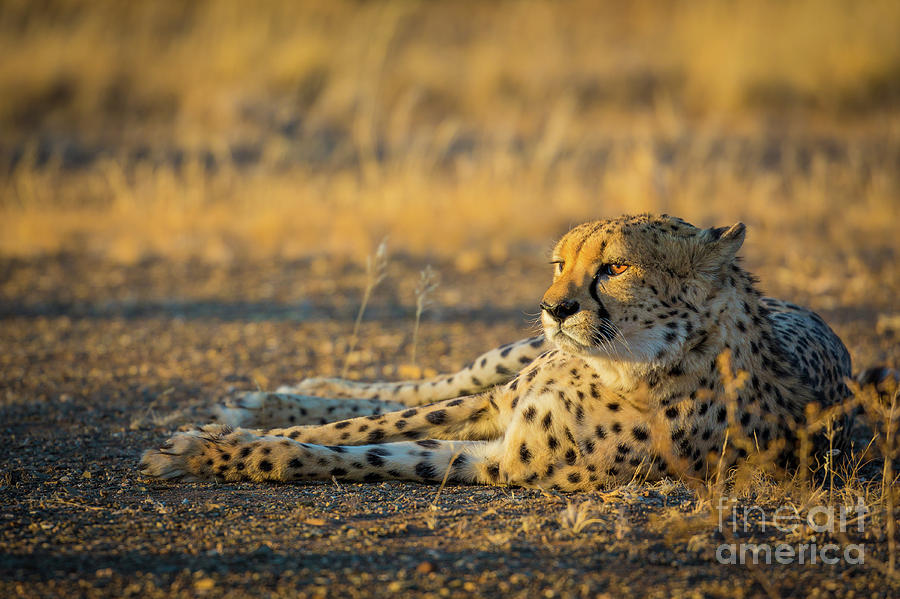 Reclining Cheetah Photograph by Inge Johnsson