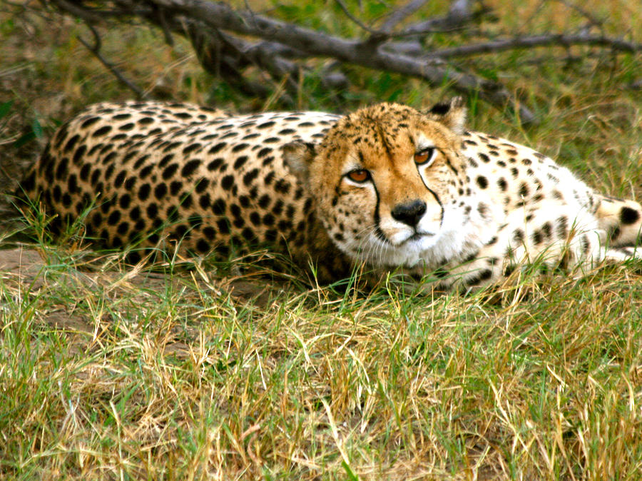 Reclining Cheetah Photograph by Karen Zuk Rosenblatt