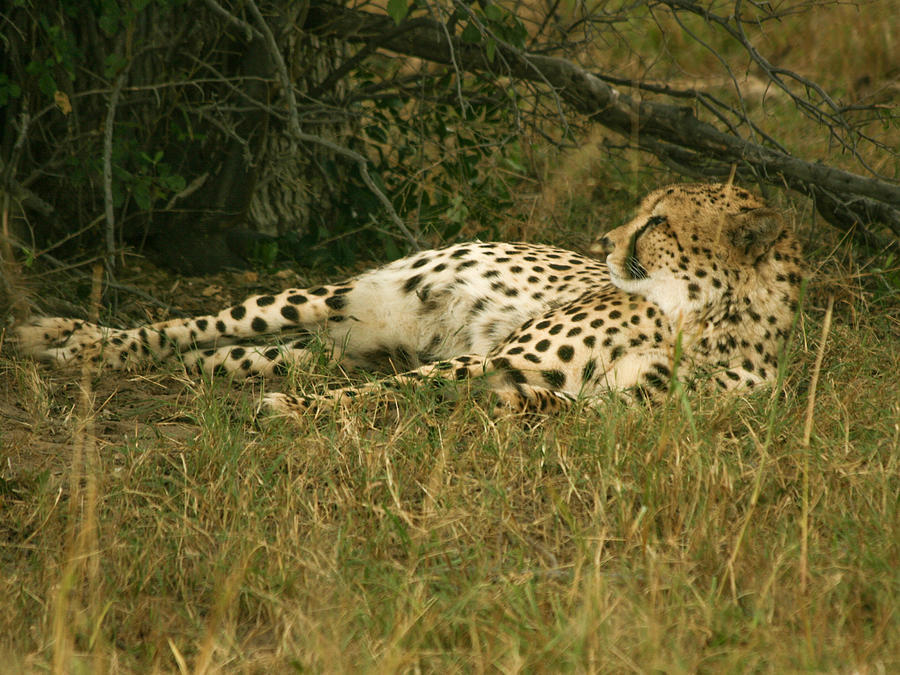 Reclining Cheetah Profile Photograph by Karen Zuk Rosenblatt