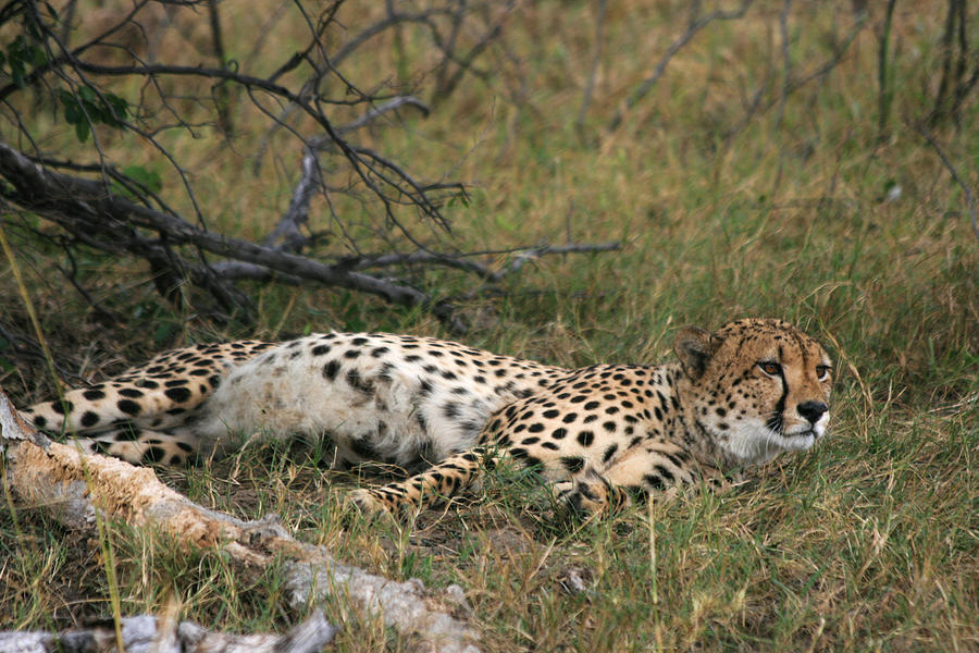 Reclining Cheetah Watching Photograph by Karen Zuk Rosenblatt