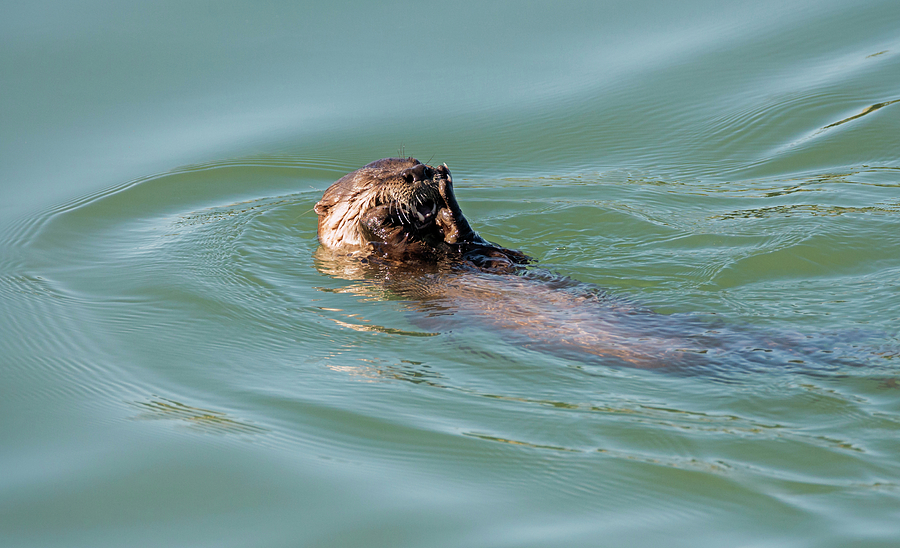 Wildlife Photograph - Reclining Otter by Loree Johnson