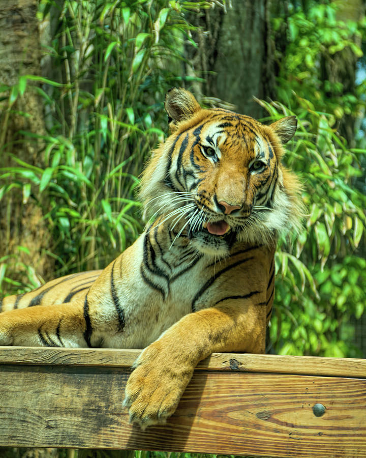 Reclining Tiger Photograph by Artful Imagery