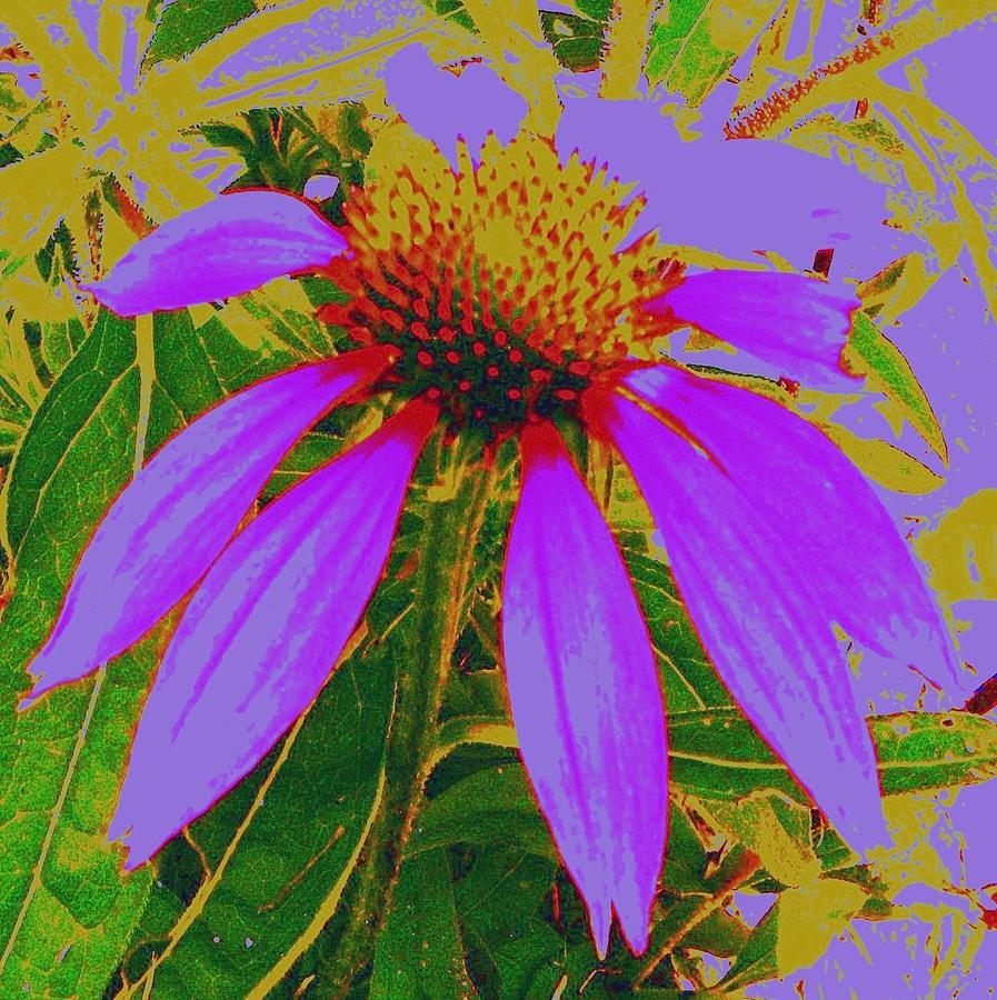 Abstract Photograph - Recolored Echinacea Flower by Cindy Gacha