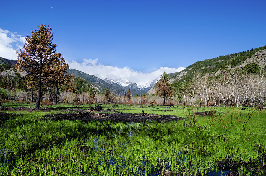 Recovering Alpine Burn Photograph by Robert VanDerWal - Fine Art America