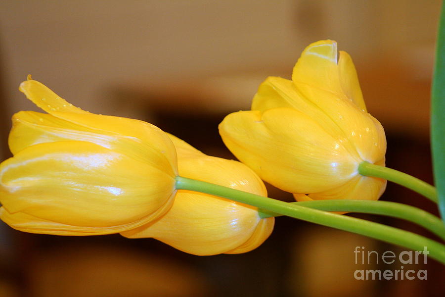 Recumbent Tulips Photograph by Jody Frankel 