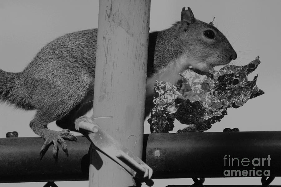 Nature Photograph - Recycle by Marty Gayler Nature Photograph - Recycle by Marty Gayler