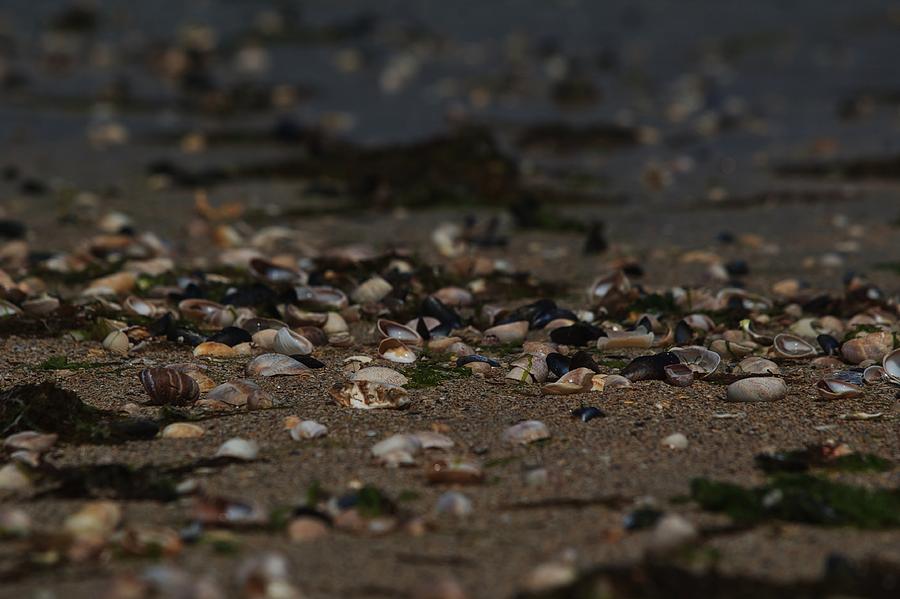 Shell Photograph - Recycled life by Noze P