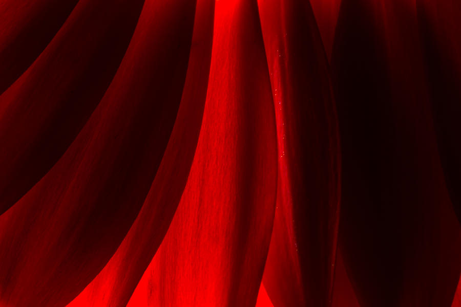 Red Abstract of Chrysanthemum Wildflower Photograph by John Williams