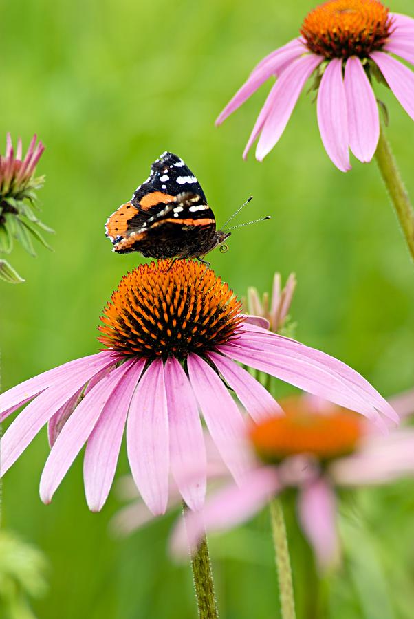 Red Admiral and Cone Flowers Photograph by Larry Ricker