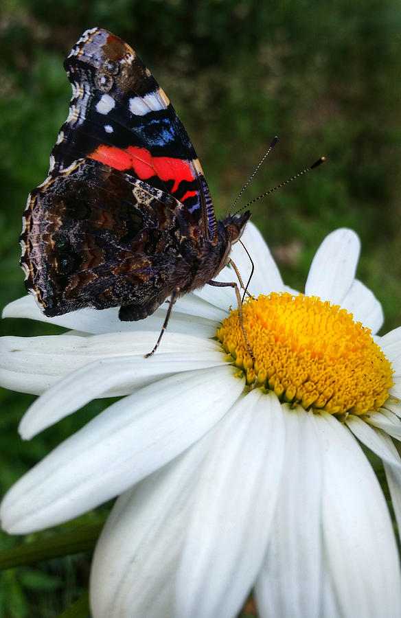 Red Admiral Photograph by Brook Burling