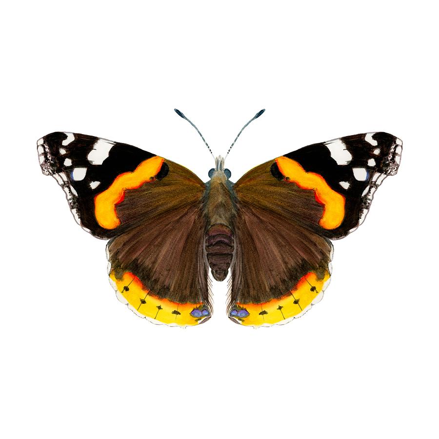 Red Admiral Butterfly Painting by Alison Langridge