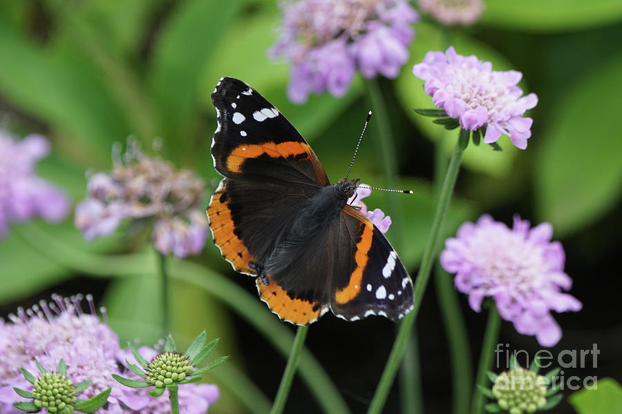 Red Admiral Butterfly and Pincushion Flower Photograph by Robert E Alter Reflections of Infinity