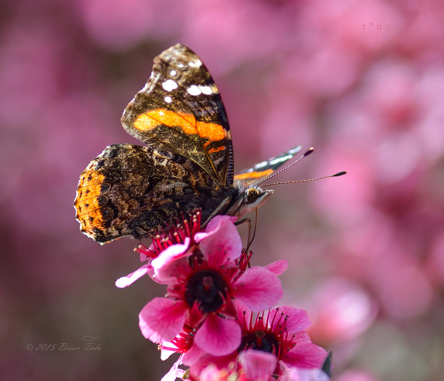Red Admiral Butterfly Photograph by Brian Tada