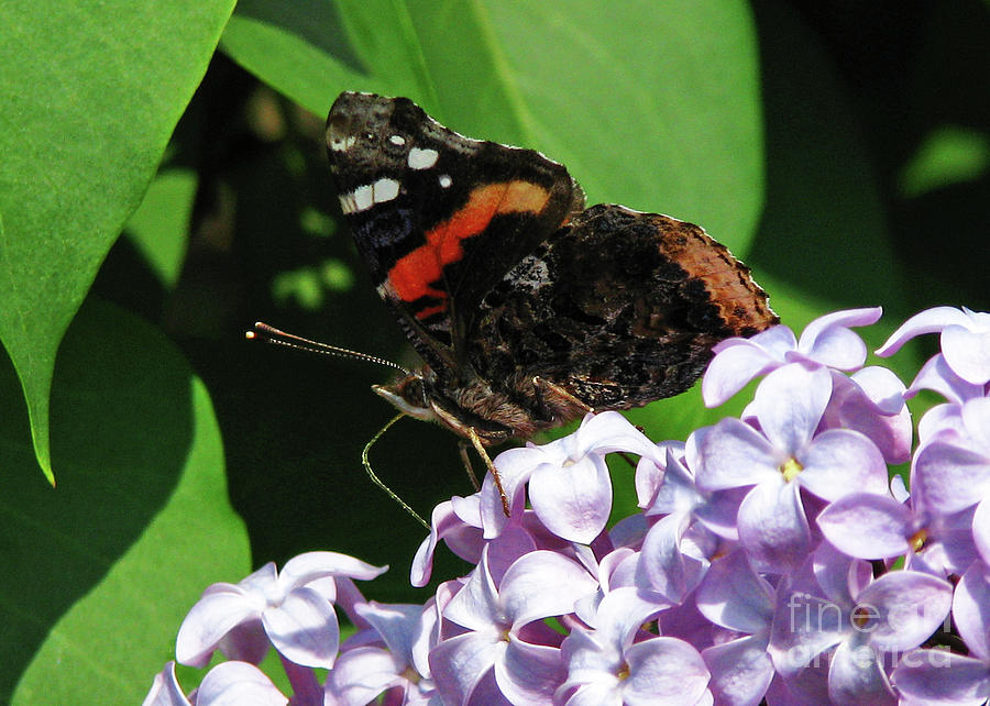 Red Admiral Butterfly Photograph by Deborah Johnson