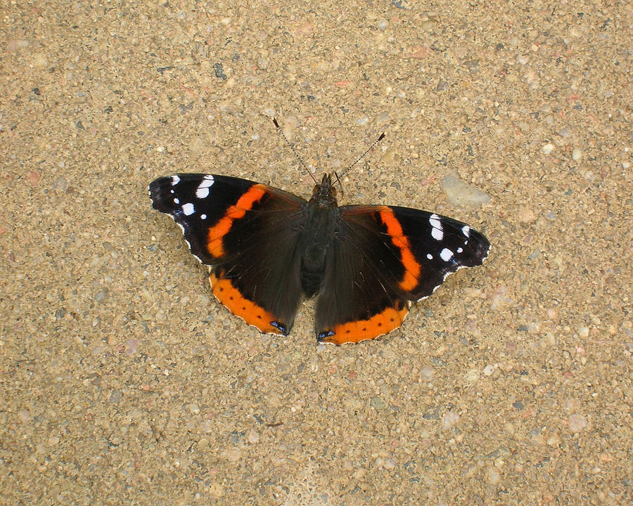 Red Admiral Butterfly Photograph by George Jones