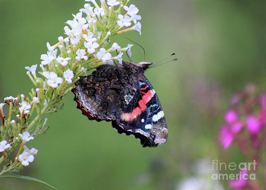 Red Admiral Butterfly Hanging on Photograph by Karen Adams