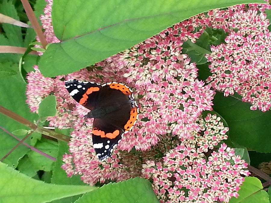Red Admiral Butterfly In Devon Photograph by Mackenzie Moulton
