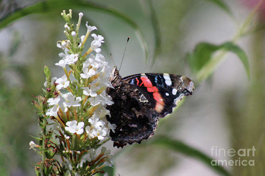 Butterfly Photograph - Red Admiral Butterfly in Garden by Karen Adams