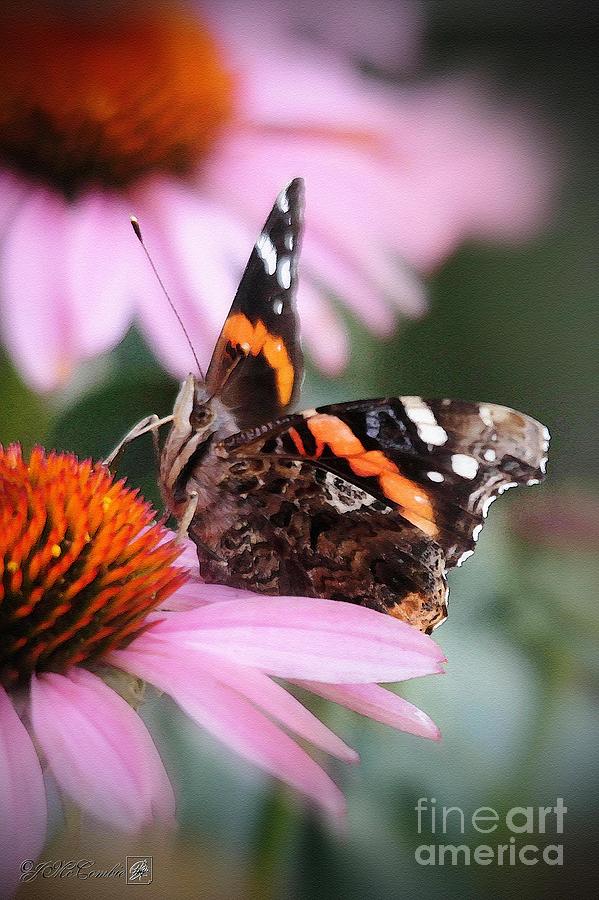 Red Admiral Butterfly Painting by J McCombie