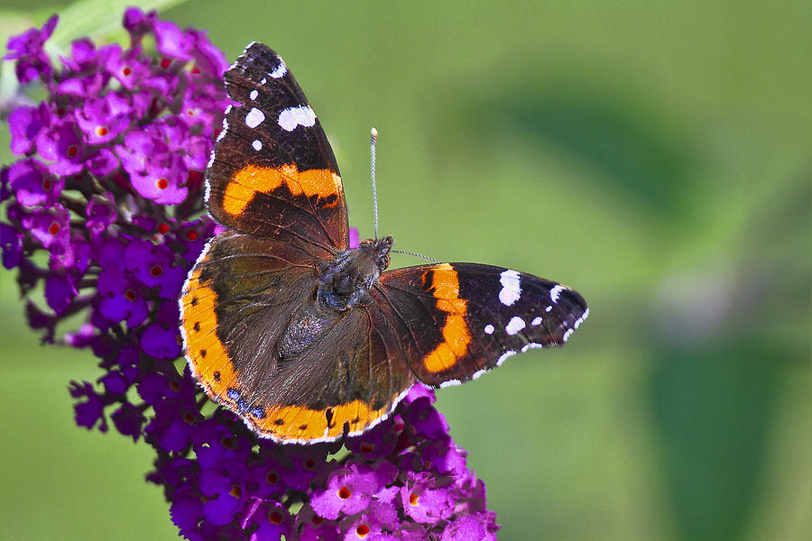 Wildlife Photograph - Red Admiral Butterfly by Marcia Colelli