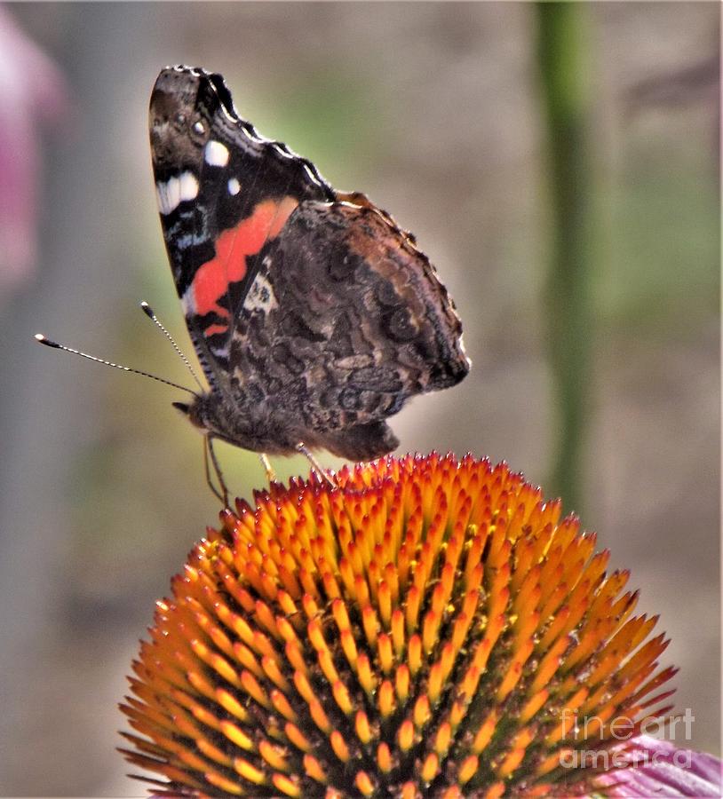 Butterfly Photograph - Red Admiral butterfly On Coneflower              July              Indiana by Rory Cubel