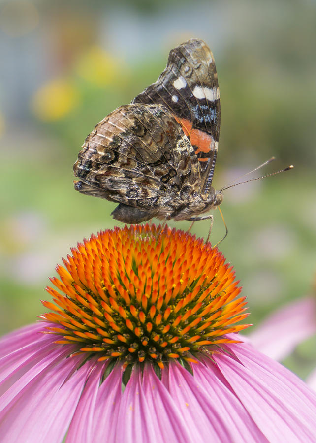 Butterfly Photograph - Red Admiral butterfly on coneflower by Jim Hughes