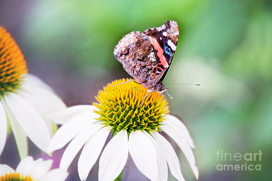 Red Admiral Butterfly On Coneflower Photograph by Sharon McConnell