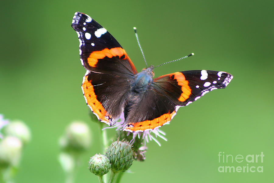 Butterfly Photograph - Red Admiral Butterfly by Teresa Zieba
