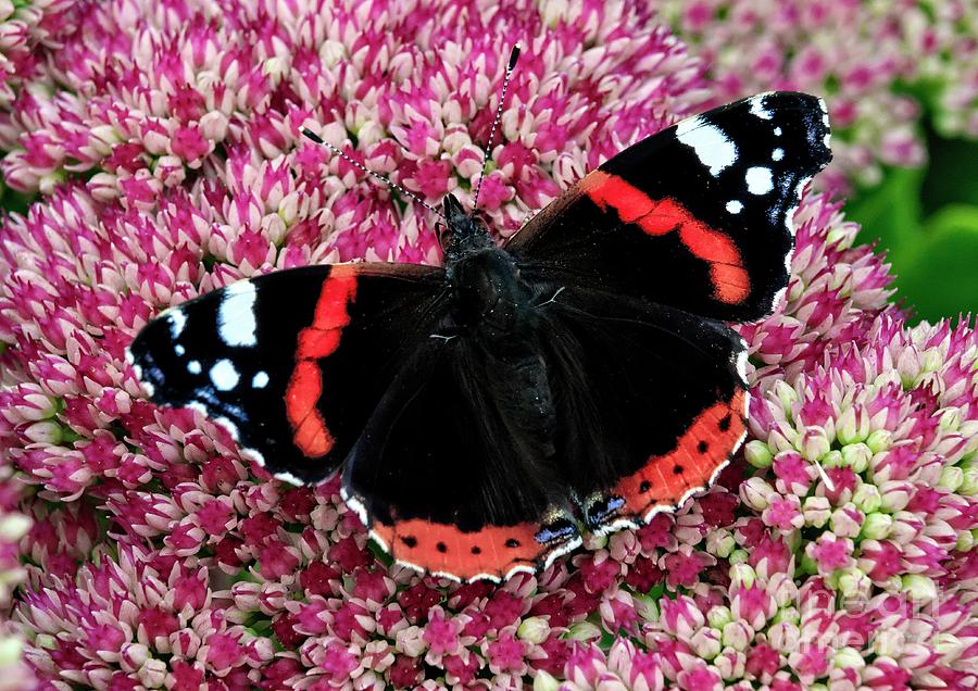 Red Admiral Butterfly Vanesa Atalanta Photograph by Martyn Arnold
