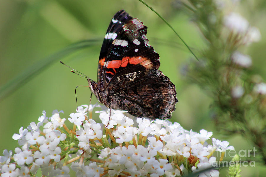 Red Admiral Butterfly Ventral View Photograph by Karen Adams