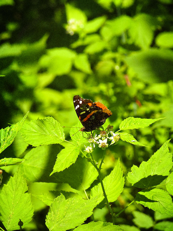 Red Admiral In Ohio Photograph by Shawna Rowe