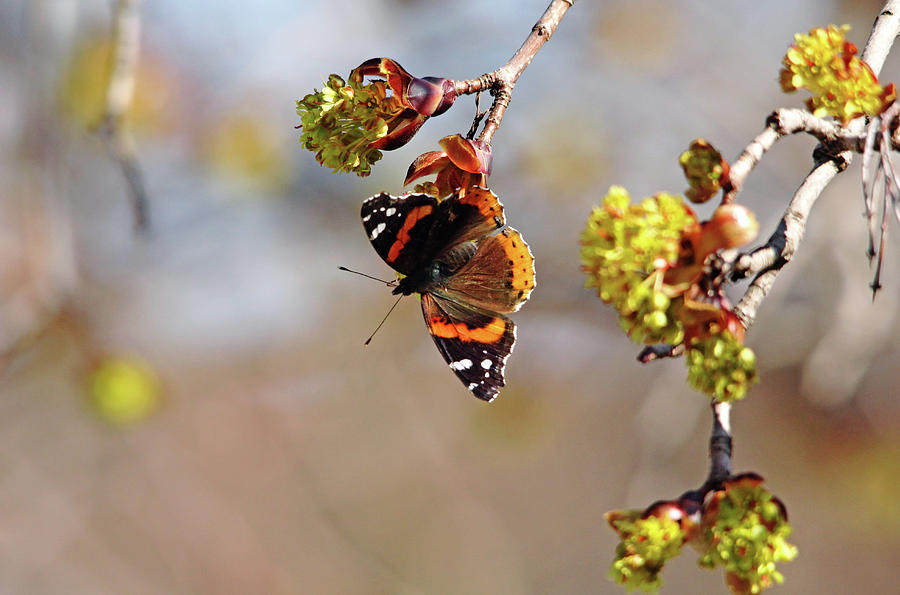 Red Admiral In Spring Photograph by Debbie Oppermann