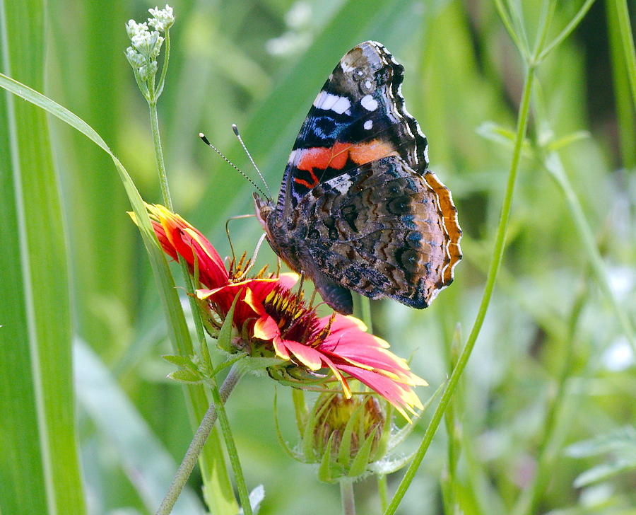 Red Admiral Photograph by James Smullins