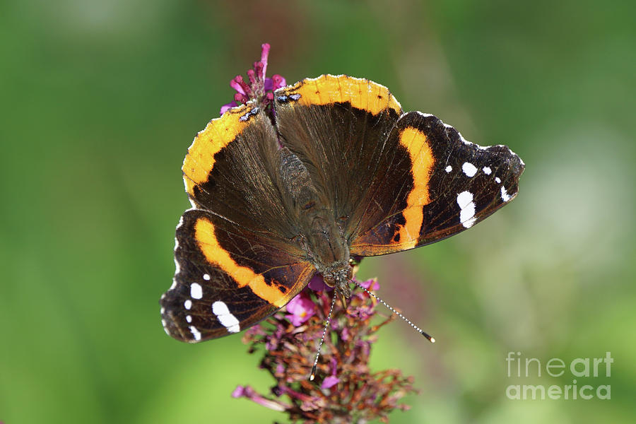 Red Admiral Keeps Head Down Photograph by Robert E Alter Reflections of Infinity