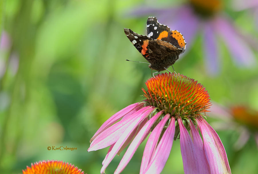 Red Admiral on Cone Flower Photograph by Kae Cheatham