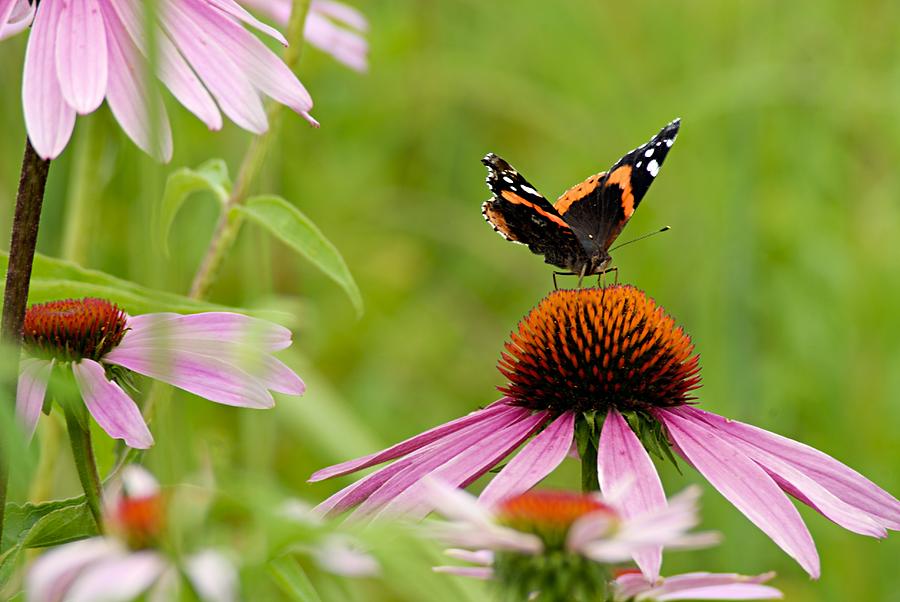 Red Admiral on Cone Flower Photograph by Larry Ricker