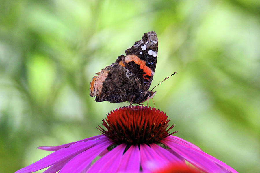 Red Admiral on Conflower Photograph by Brook Burling