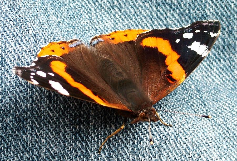 Red admiral on denim Photograph by Martina Fagan - Fine Art America