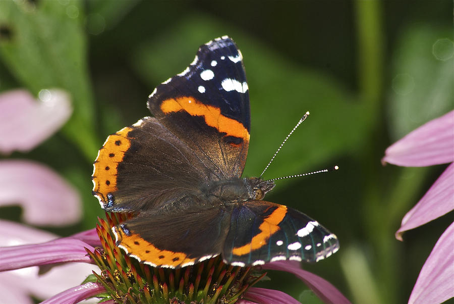 Red Admiral Perched Photograph by Michael Peychich