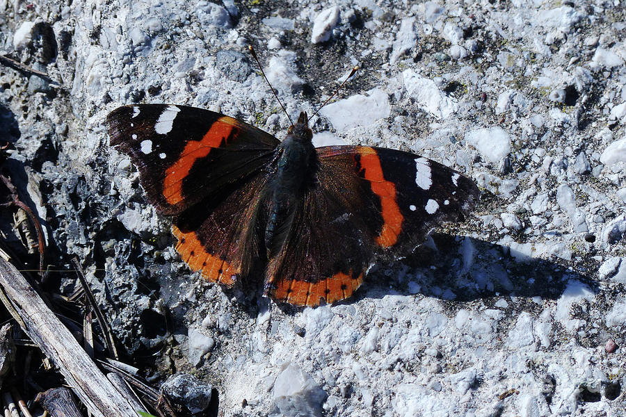 Red Admiral Butterfly Photograph by Phil Banks