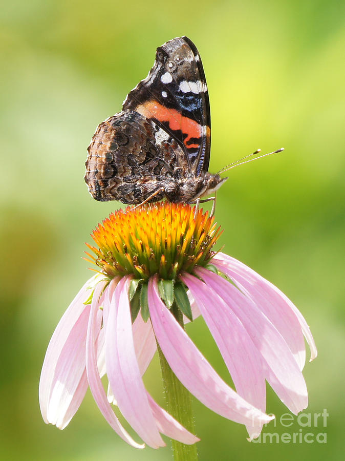Butterfly Photograph - Red Admiral Sails on Cone Flower by Robert E Alter Reflections of Infinity