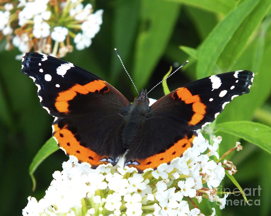 Red Admiral - Topwings Photograph by Cindy Treger - Fine Art America