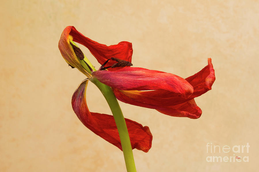 Red Withered Tulip Photograph by Alana Ranney