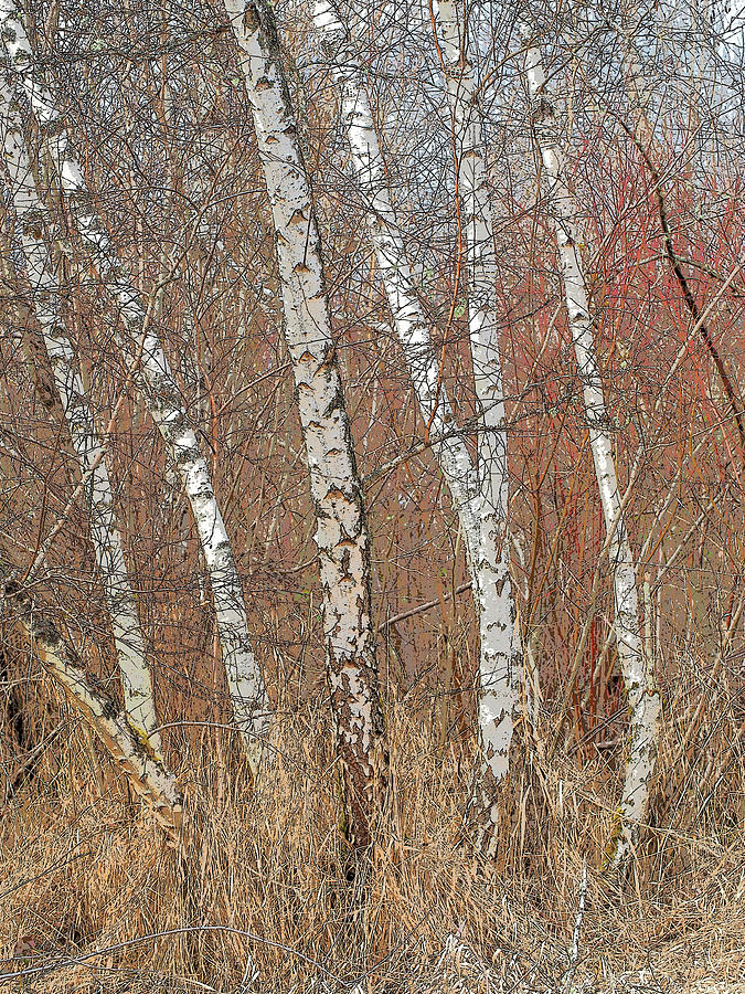 Red Alder in Winter Photograph by Lynn Wohlers