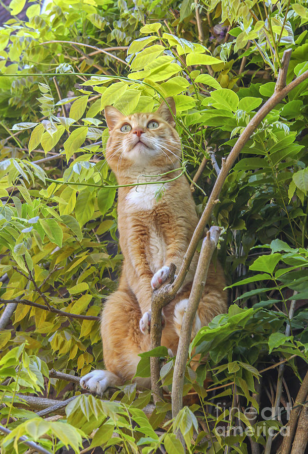 Red alert cat in tree  Photograph by Patricia Hofmeester