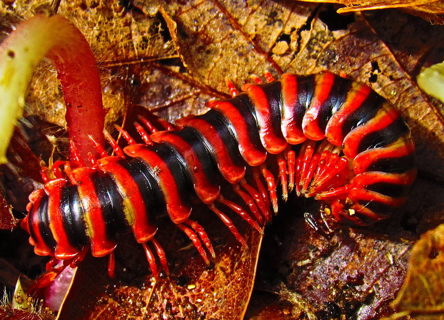 Red Almond Millipede Photograph by Joshua Bales
