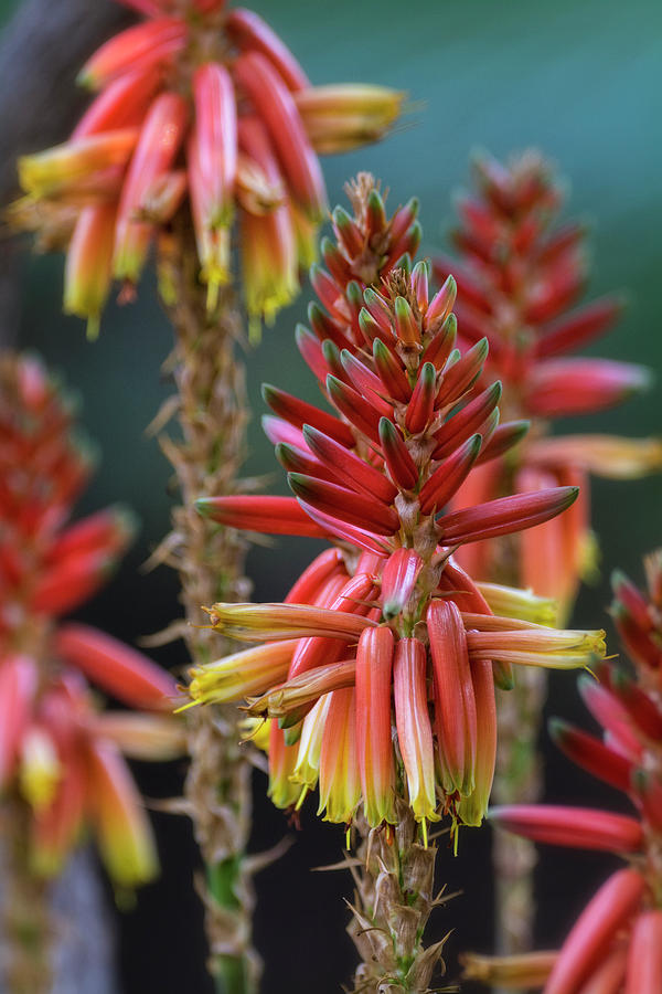 Red Aloe Vera Blooms  Photograph by Saija Lehtonen